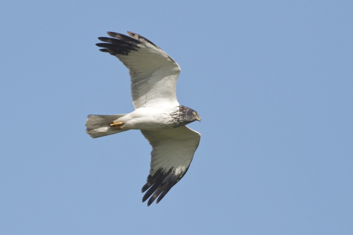 Eastern  v.s. Western Marsh Harrier males